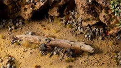 GAMER'S GRASS BASING BITS - SKULLS & BONES